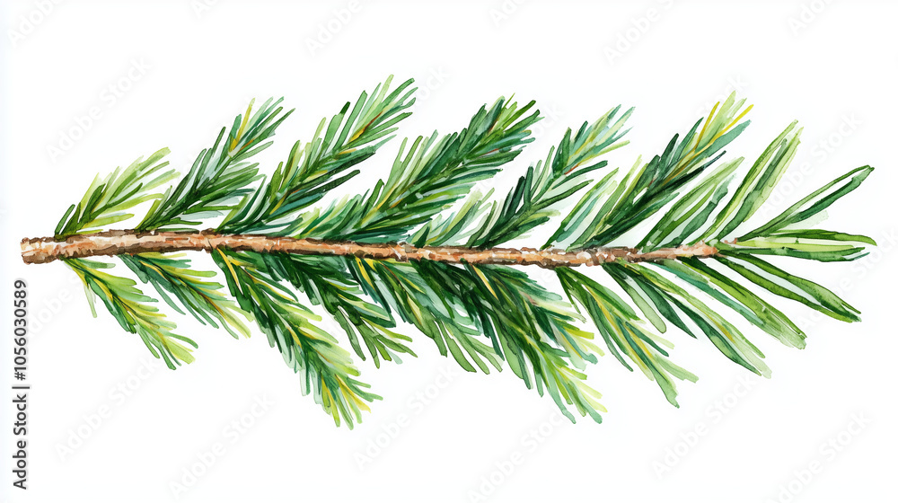 Watercolor painting of a green pine branch..