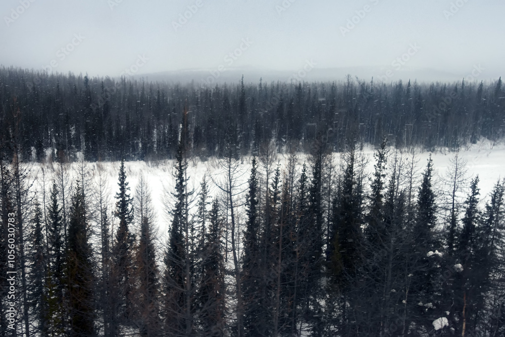 Fototapeta premium Siberian forests on the border of taiga and tundra (forest tundra) looks stunted. Birch and Siberian spruce (Picea obovata - short branches like candle) prevail. Wintertime. Yamalo-Nenets district