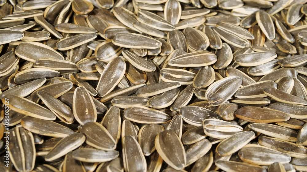 Dried Sunflower Seeds Rotating Close Up. Top View. Background from Natural Products. Healthy Snacks Dried Sunflower Seeds Rotating Close Up. Top View. Background from Natural Products. Healthy Snacks
