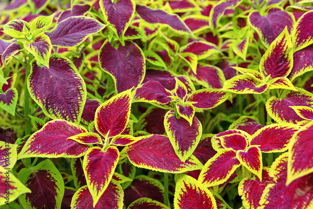 Multi-coloured Leaves of Coleus or Flame Nettle, Plectranthus Scutellarioides Heirloom.