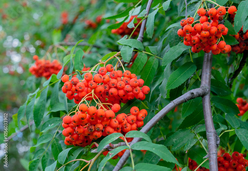 Obraz na płótnie Red rowan berry or bird berry, mountain ash in autumn garden. w salonie