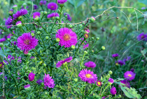 Purple Aster Symphyotrichum novi-Belgii or Michaelmas Daisy in autumn garden. photo