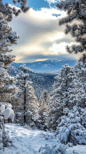 breathtaking panoramic view of a snowy pine forest photo