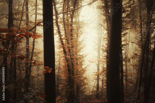 autumn sunset in magical fo...