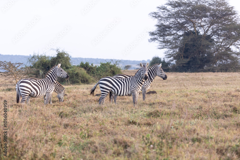 Naklejka premium Steppenzebras