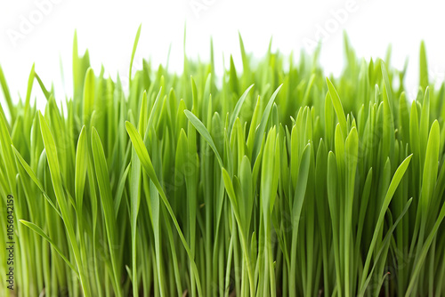  green grass closeup isolated on transparent background