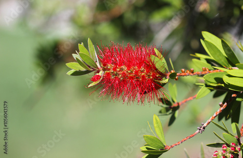 Callistemon or Bottlebrush bright red flower in bloom under sunshine
