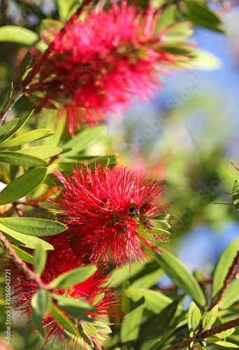 Callistemon or Bottlebrush bright red flower in bloom under sunshine