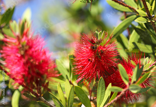 Callistemon or Bottlebrush bright red flower in bloom under sunshine