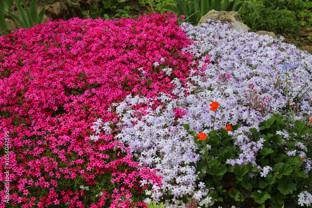 Phlox subulata blooms on the flowerbed