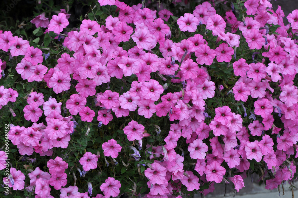 Surfinia blooms in the flower garden Surfinia blooms in the flower garden