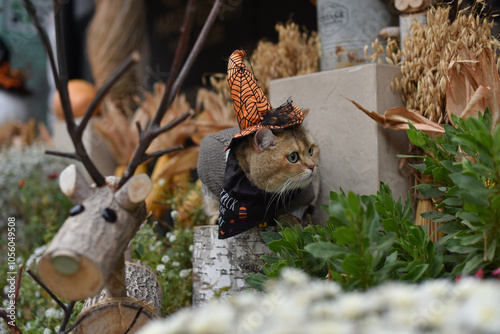 Photography cat in garden