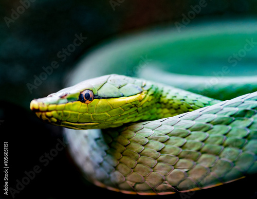 serpiente bejuquillo verde  photo