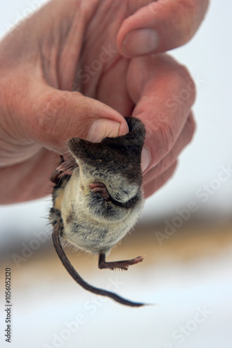 A man holds Eurasian water shrew (Neomys fodiens) by the scruff of the neck because it has venomous teeth that paralyze even medium-sized mammals photo