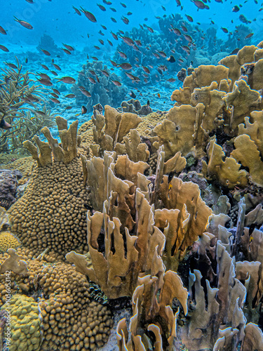 Caribbean coral garden, Bonaire photo