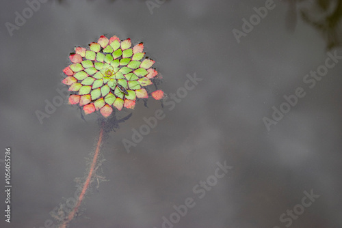 Water Strider Feeding on Ludwigia sedioides Leaves