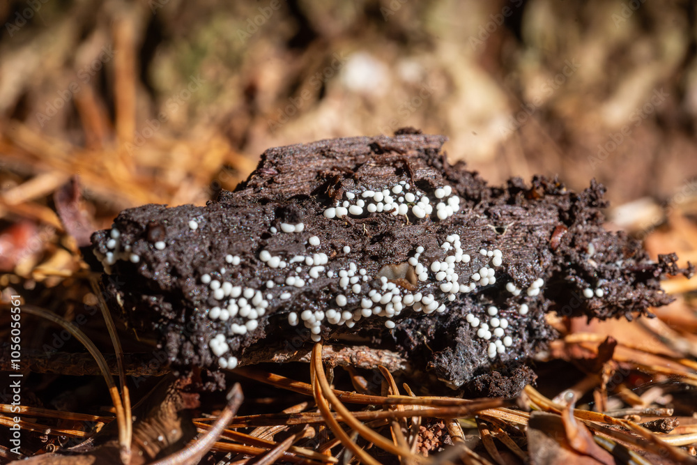 Naklejka premium Early stage of Trichia varia, slime mold