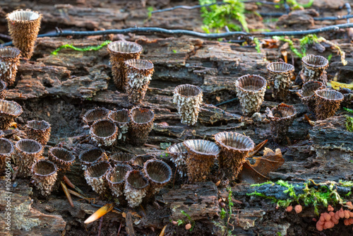 Fluted Bird’s Nest (Cyathus striatus) on a fallen tree in autumn forest
