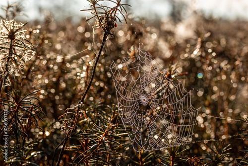 Spider web with dew drops in golden light on marsh rosemary in the swamp