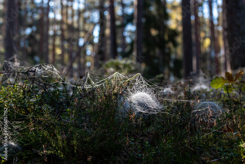 Interesting shaped spiderweb in the forest