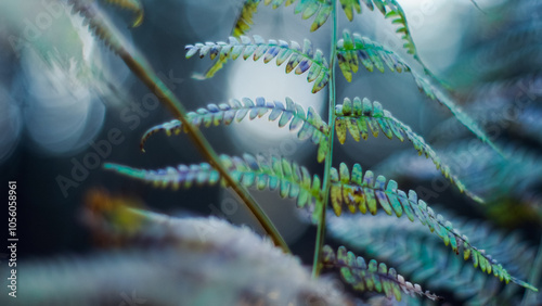 Macro de fougères sauvages dans la forêt des Landes de Gascogne, pendant le coucher du soleil photo