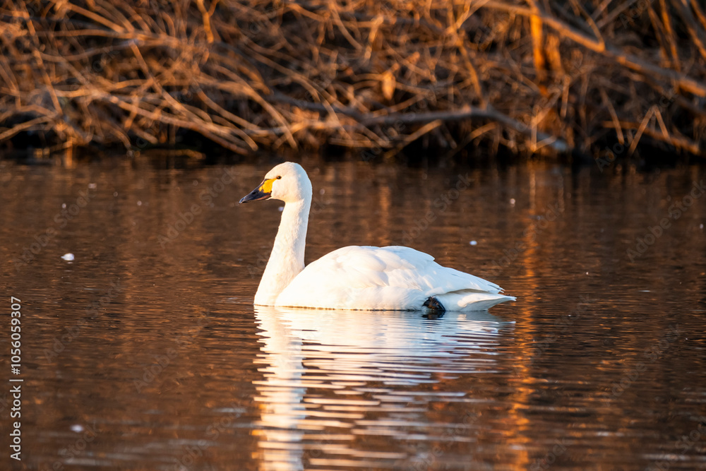 Naklejka premium 川島町白鳥飛来地 朝日に照らされた白鳥 埼玉県比企郡川島町