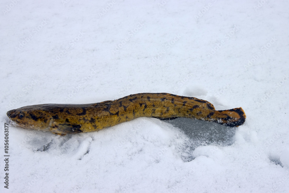 Winter (ice) fishing. Burbot is a real winter fish. Burbot caught on the north frozen river in a hole and pulled out into the snow Winter (ice) fishing. Burbot is a real winter fish. Burbot caught on the north frozen river in a hole and pulled out into the snow