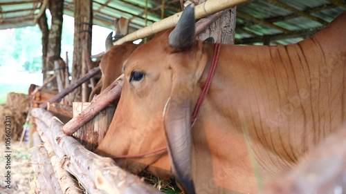 A large cow breeds eating grass.