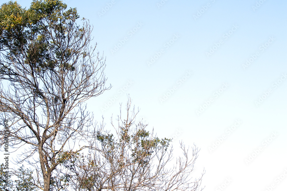 Isolated tree against a blue sky background. Nature tree photo idea concept. Graphic resources. Countryside. No people, nobody. 