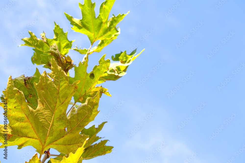 Platanus tree leaves on blue sky background. Plane tree leaves turning yellow. Natural wallpaper. Copy space, blank, emtpy. Platanus tree leaves on blue sky background. Plane tree leaves turning yellow. Natural wallpaper. Copy space, blank, emtpy.