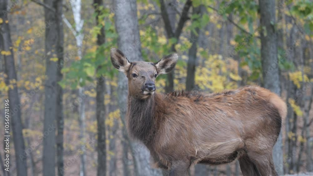 Deer and Wildlife Resting and Ruminating, walking with big horns, and female deer. In wildlife Deer and Wildlife Resting and Ruminating, walking with big horns, and female deer. In wildlife
