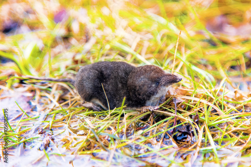 Eurasian water shrew (Neomys fodiens) on the edge of a pond in search of a sexual partner (spring daytime activity) photo