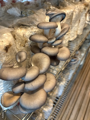 Black, Pearl, King, Oyster, mushrooms, Fungi, growing, wood, natural, food 3