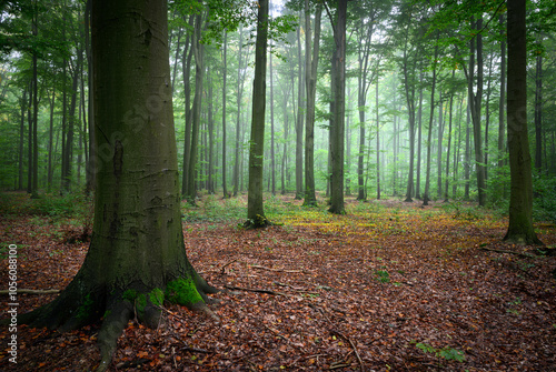 Misty morning in the green forest