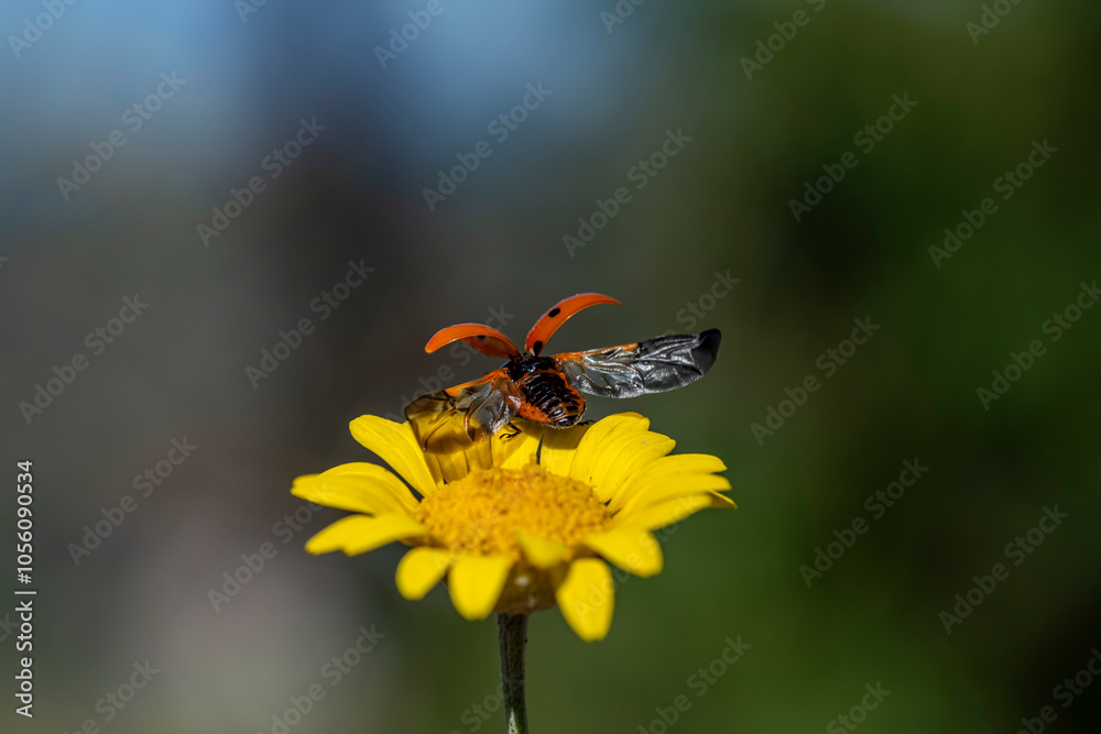 A ladybug is sitting on a yellow flower A ladybug is sitting on a yellow flower