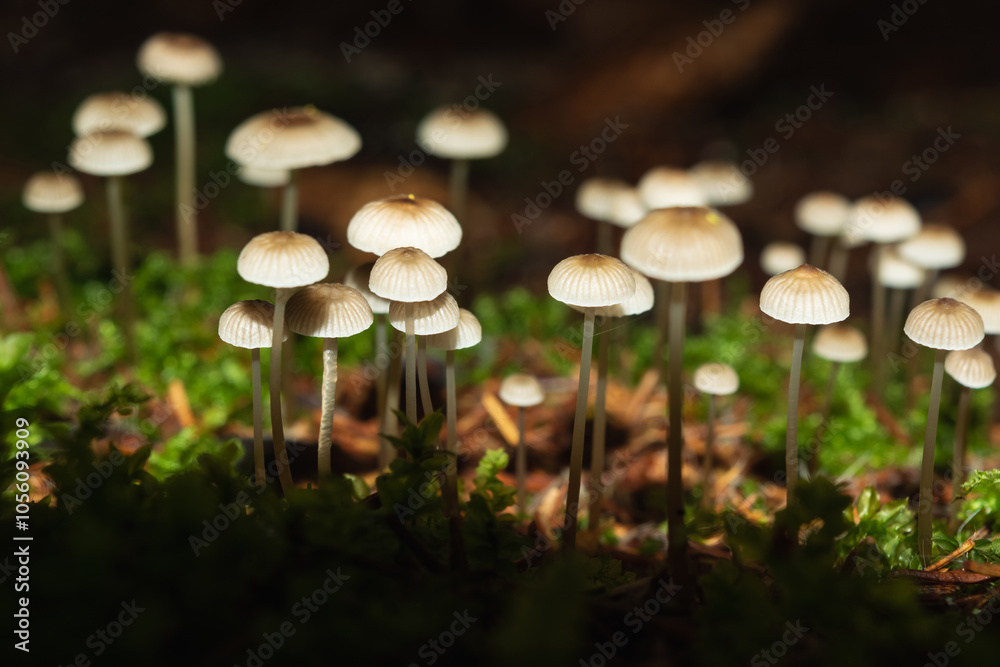 A group of small mushrooms among moss in a dark wilderness area is illuminated by a strip of light. Microcosm of mushrooms. A group of small mushrooms among moss in a dark wilderness area is illuminated by a strip of light. Microcosm of mushrooms.