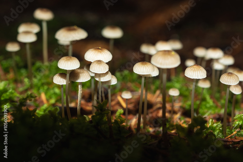 A group of small mushrooms among moss in a dark wilderness area is illuminated by a strip of light. Microcosm of mushrooms.