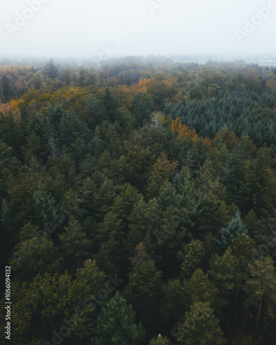 autumn in the forest