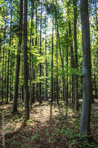 Landscapes - Forest - Europe, Romania, Suceava region