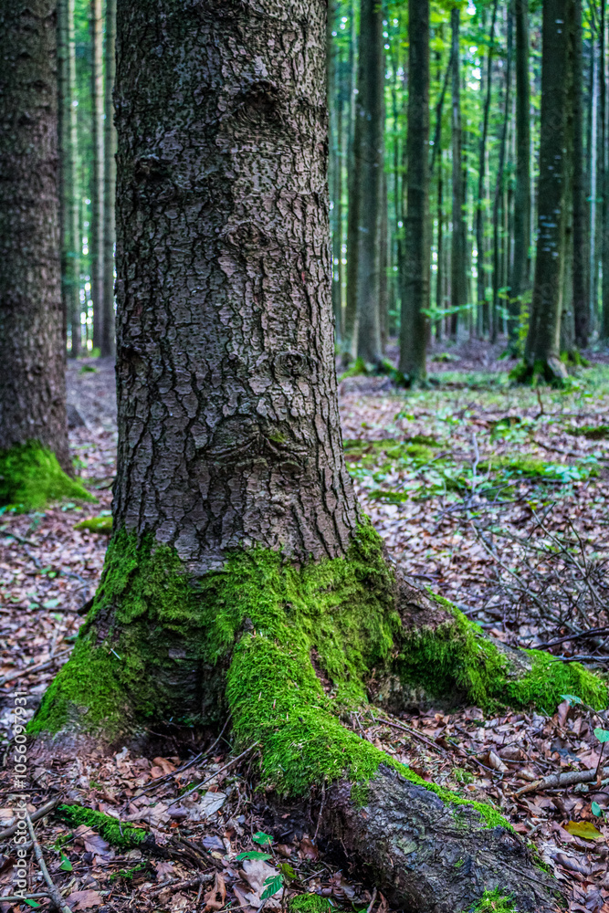 Landscapes - Forest - Europe, Romania, Suceava region Landscapes - Forest - Europe, Romania, Suceava region