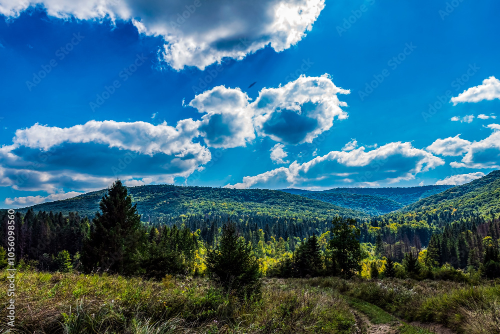 Landscapes - Forest - Europe, Romania, Suceava region Landscapes - Forest - Europe, Romania, Suceava region