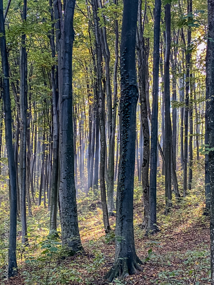 Obraz premium Landscapes - Forest - Europe, Romania, Suceava region
