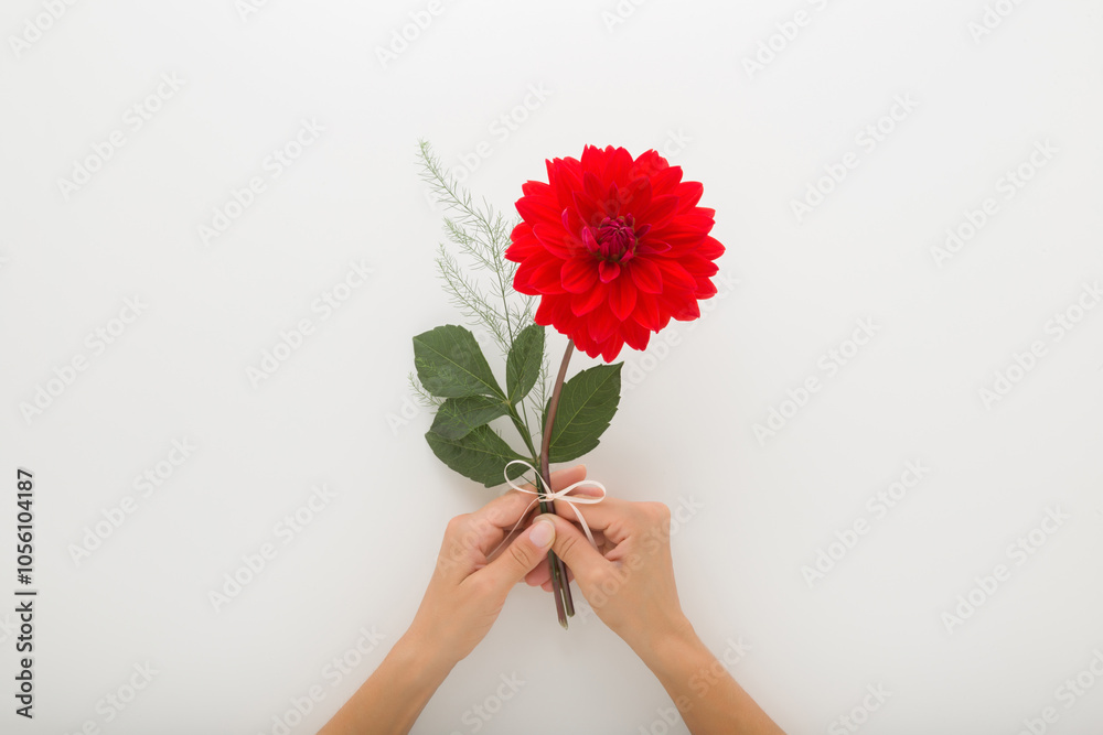 Φωτογραφία Young adult woman hands holding fresh beautiful red dahlia flower with green leaves on light gray table background