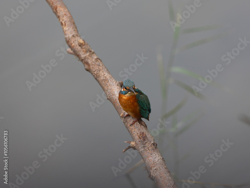 kingfisher on a branch