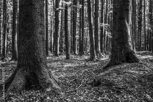 Landscapes - Forest - Europe, Romania, Suceava region