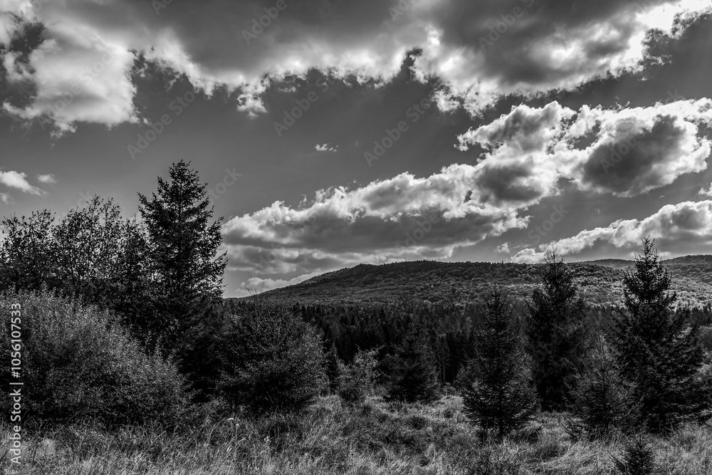 Obraz premium Landscapes - Forest - Europe, Romania, Suceava region