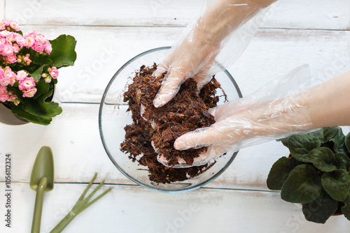 Fotografia Female gloved hands are breaking a pressed coconut substrate swollen from water
