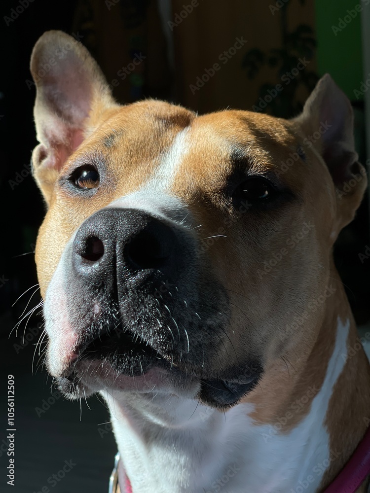 american staffordshire terrier american staffordshire terrier