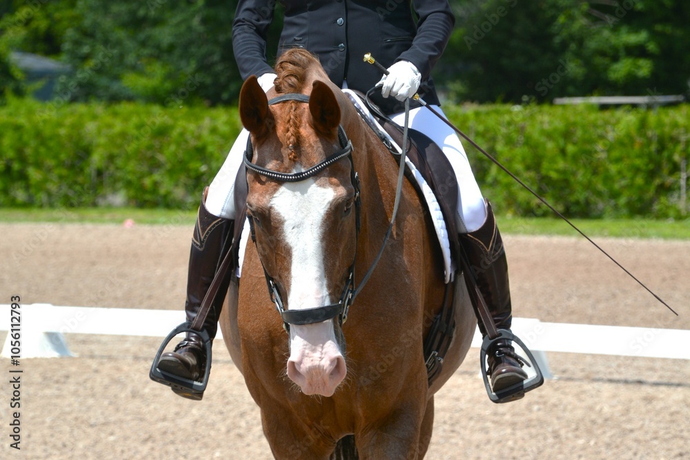 A closeup of a bay horse with white blaze as the rider readies to enter the dressage ring for a competition. A closeup of a bay horse with white blaze as the rider readies to enter the dressage ring for a competition.