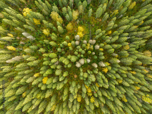 Autumn forest, Permsky Nature Park, Northern Ural, aerial photo